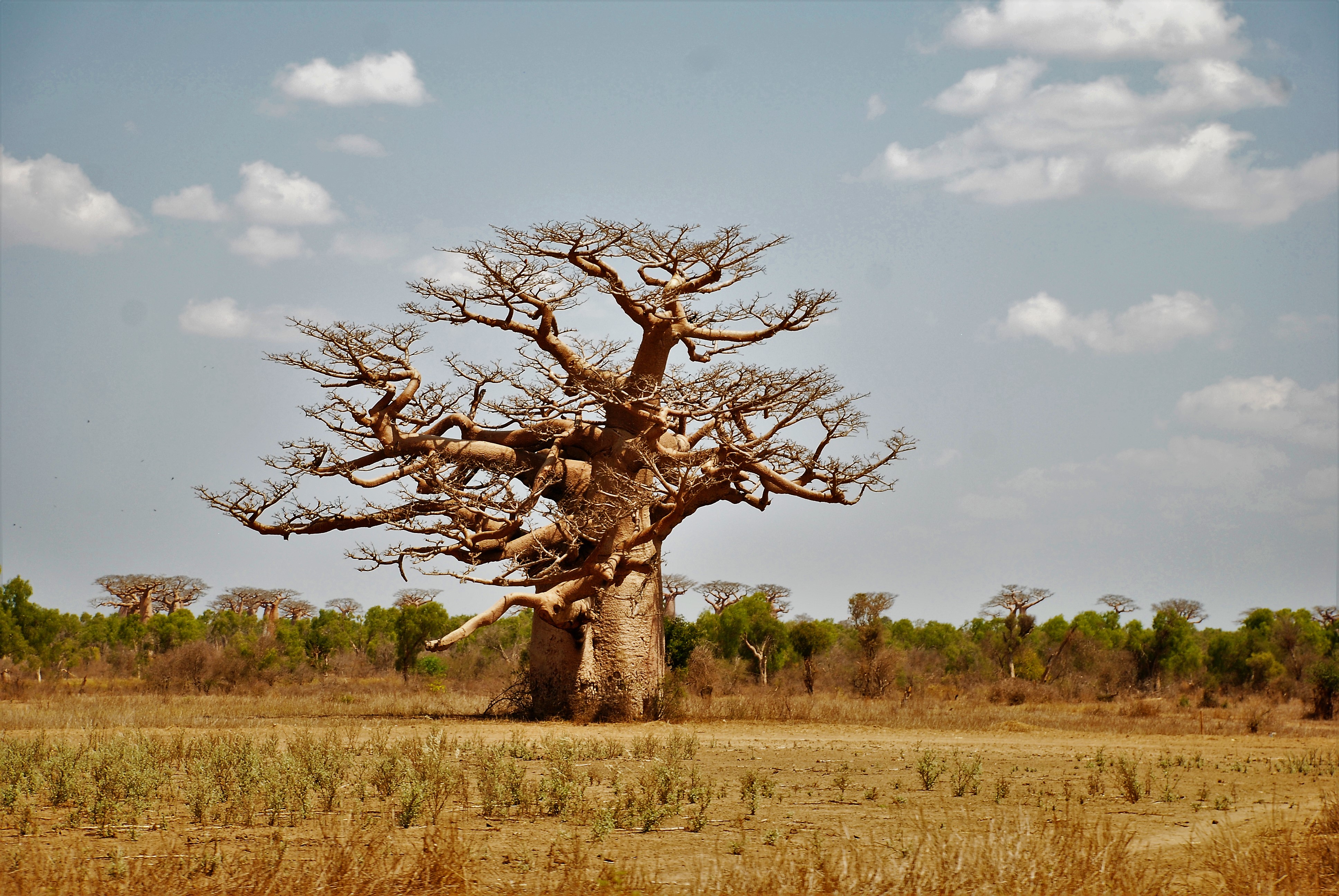 Baobab secolare_felicità_chiara del nero