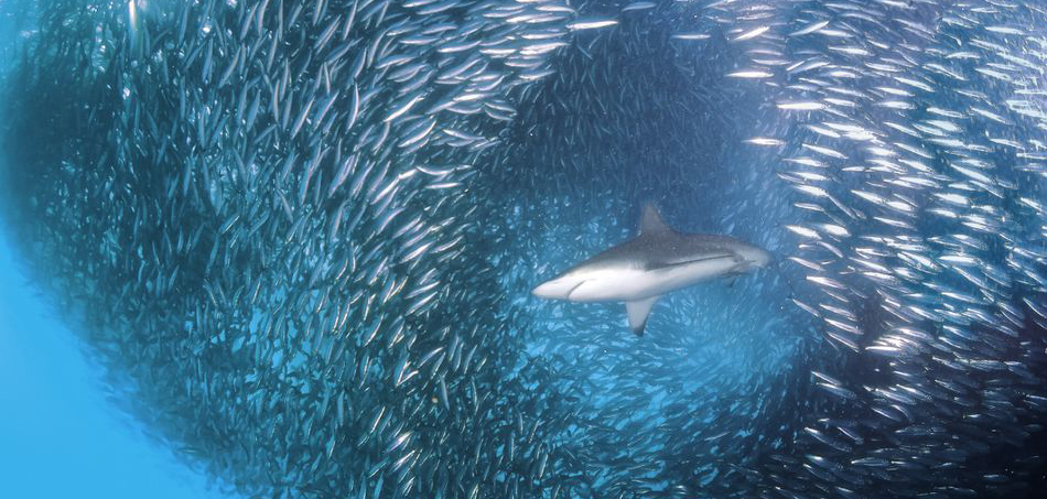 sardine-covid-coronavirus-chiara del nero